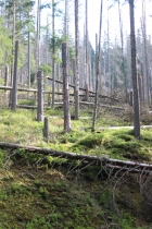 Upozornění na kácení stromů v okolí turistických tras